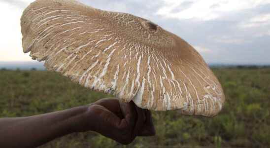 What is the largest edible mushroom in the world