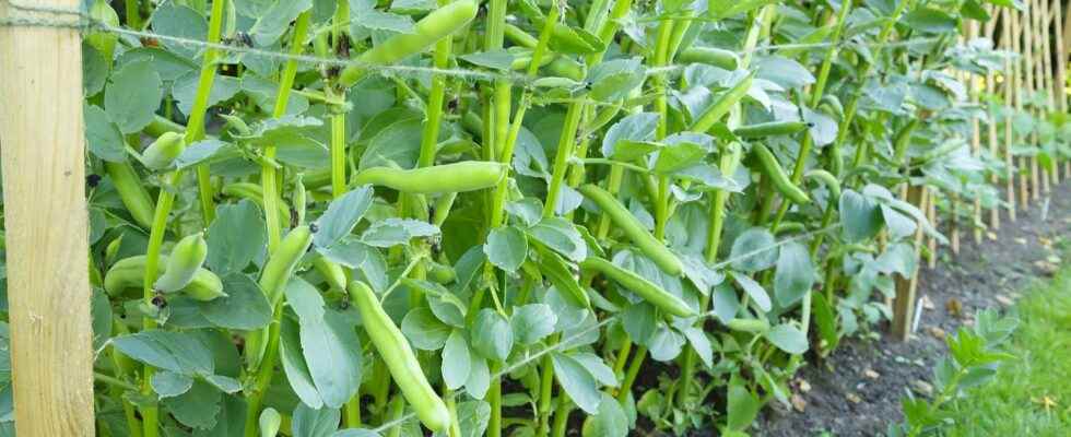When and how to sow broad beans