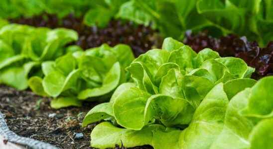 When and how to sow spring lettuces