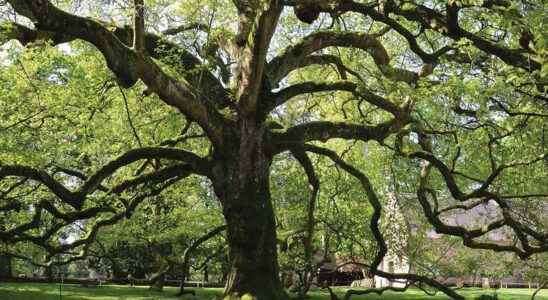 15 remarkable trees to protect