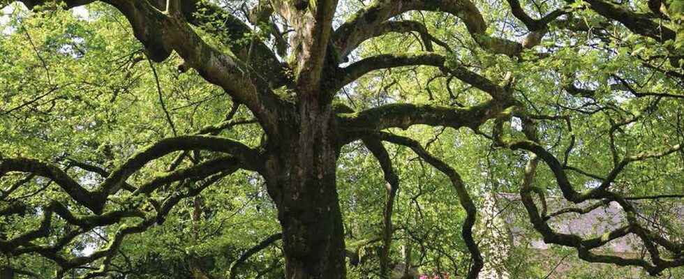 15 remarkable trees to protect