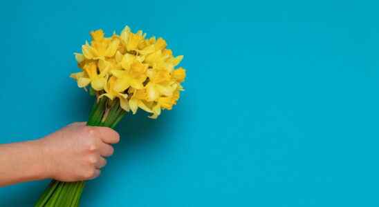 A Daffodil against Cancer 2022 symbol purchase how to give
