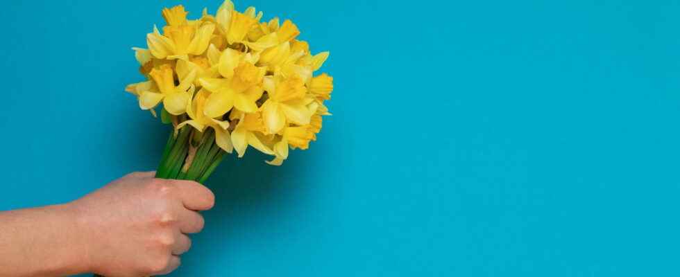 A Daffodil against Cancer 2022 symbol purchase how to give