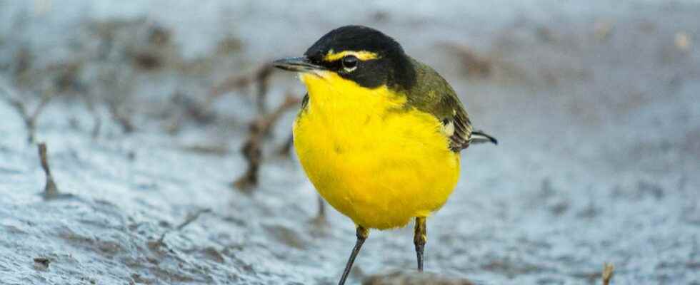 All about the great animal migrations in photos