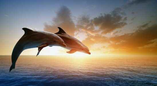 Animals of science among dolphins we whistle our friends
