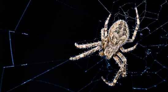 Animals of science these spiders that weave their web to