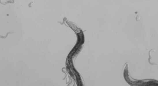 Animals of science these worms also know how to make