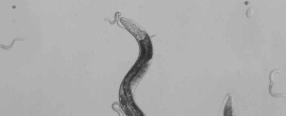 Animals of science these worms also know how to make