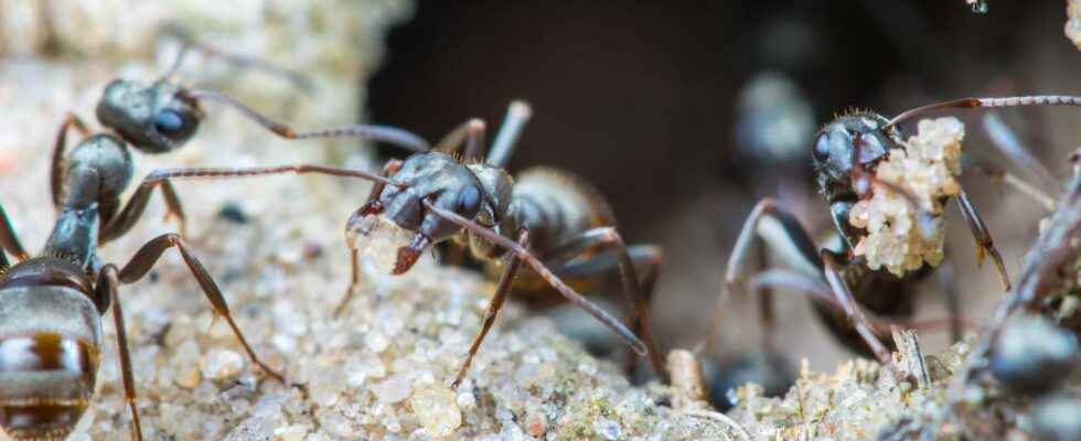 Ants can detect cancer