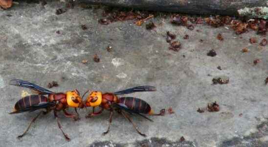 Asian giant hornets trapped by their sexual appetite