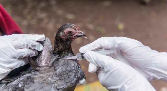 Avian flu a new outbreak in Ille et Vilaine
