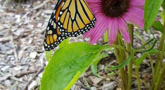 Chatham Kent Butterflyway project looking to expand this year