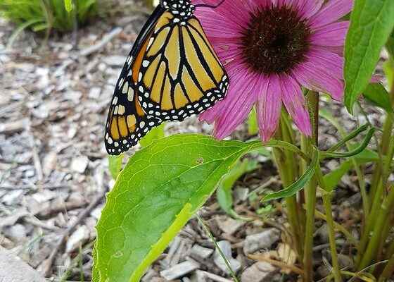 Chatham Kent Butterflyway project looking to expand this year