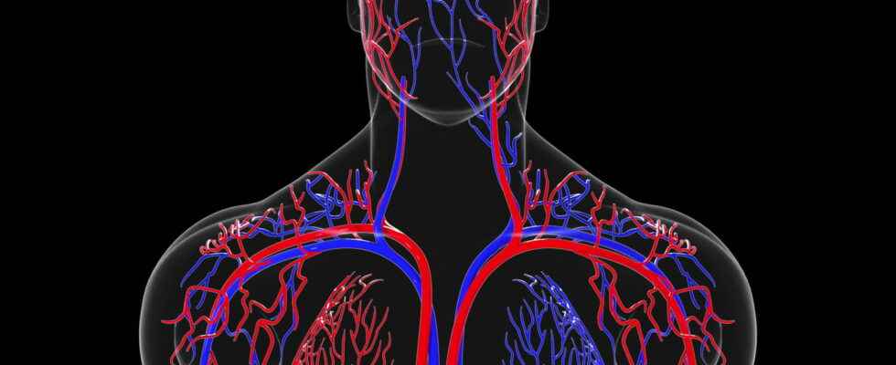 Circulatory system definition list human anatomy