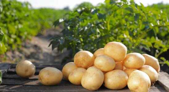 Early potatoes when and how to plant them