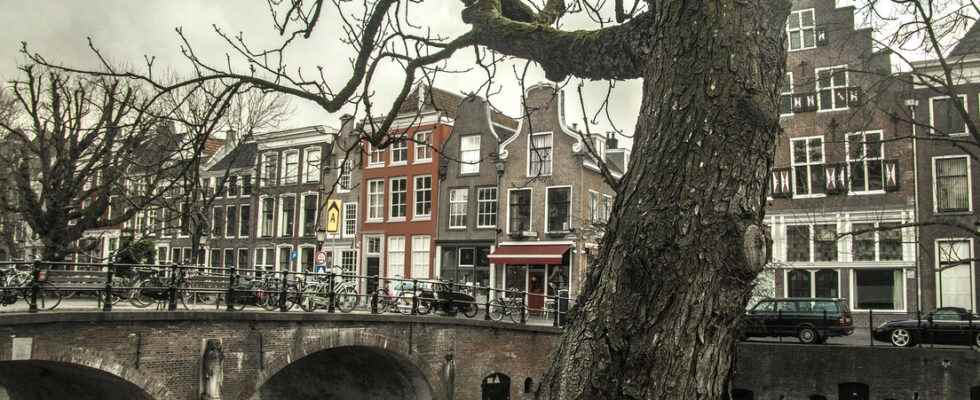 Fact check Compensating for breath of Utrecht residents with trees