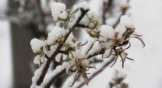 Frost and snow on the way fruit growers have to