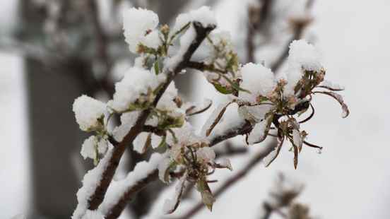 Frost and snow on the way fruit growers have to