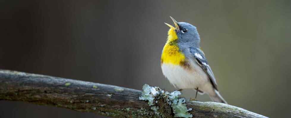 Global warming forces birds to lay eggs earlier