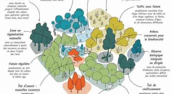 Global warming what will French forests look like in 2050