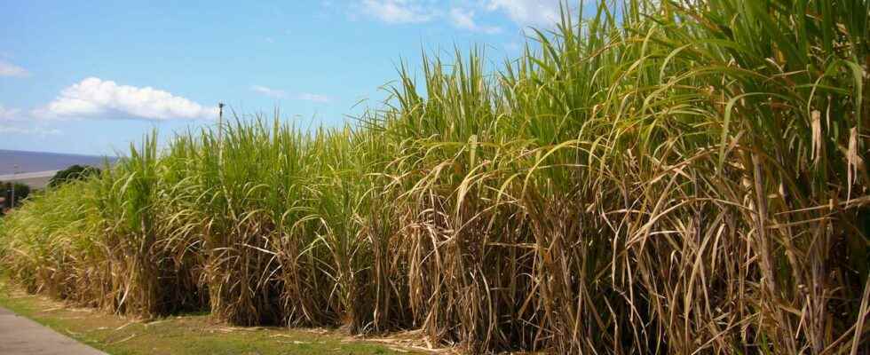 How is biofuel made from sugar cane
