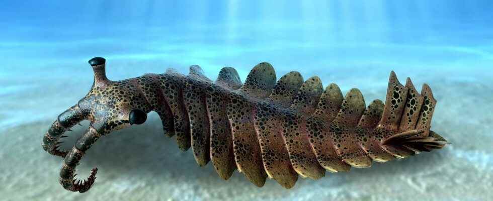 How the Cambrian explosion greatly disrupted the carbon cycle