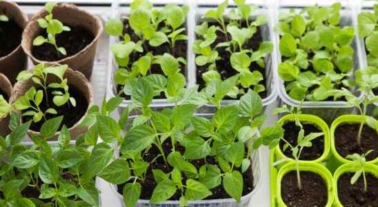 How to sow vegetables from the sun under cover