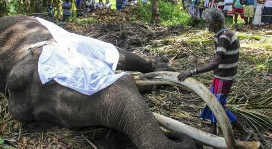 In Sri Lanka the countrys most revered elephant has died
