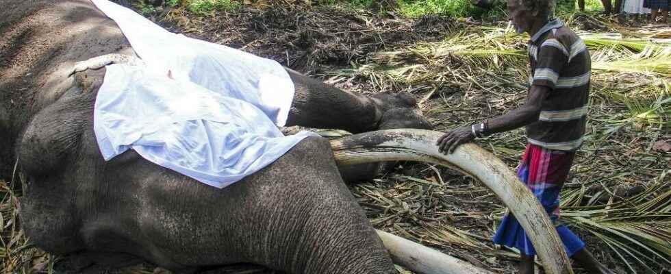 In Sri Lanka the countrys most revered elephant has died