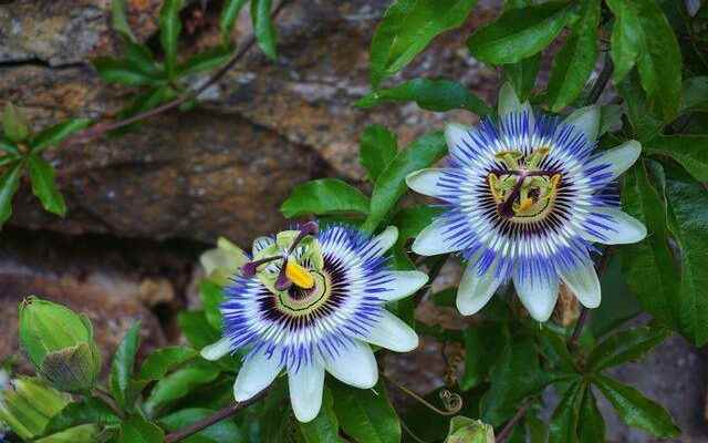 Increases sexual power instantly Fruit of the Passiflora plant