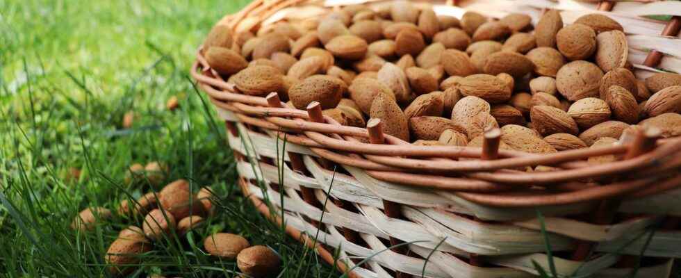 Investigation on almond milk intensive cultivation lack of water transport
