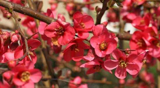 Japanese quince what is it