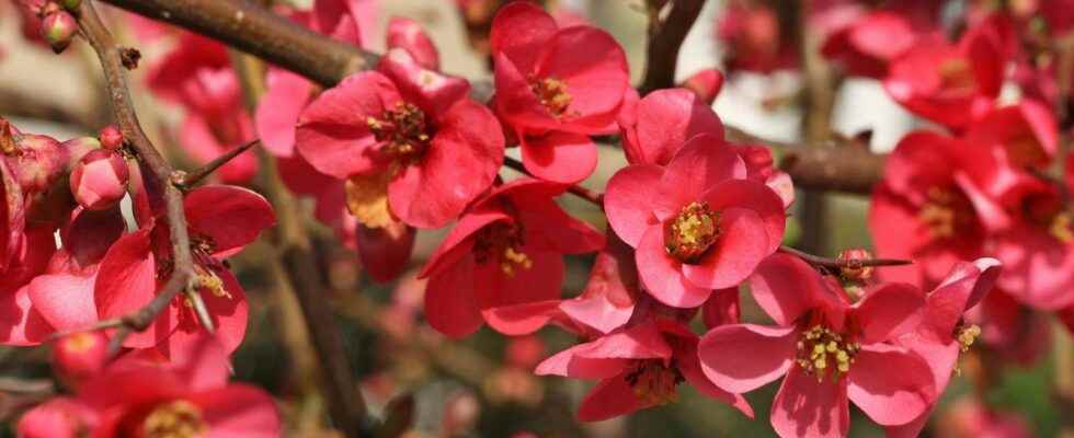 Japanese quince what is it
