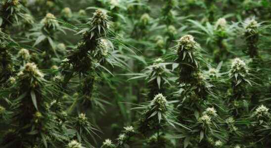Local cannabis producer announces Australian partnership