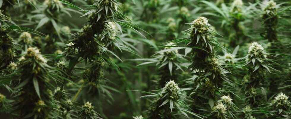 Local cannabis producer announces Australian partnership