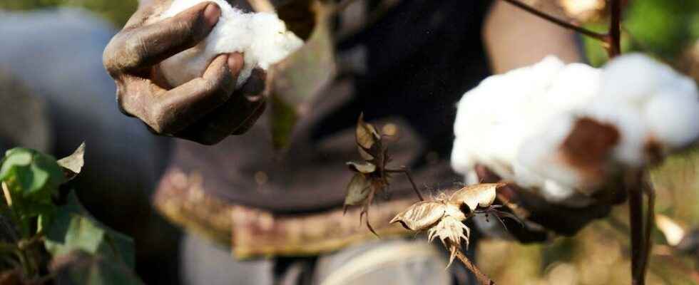 Mali regains its position as the leader in cotton production