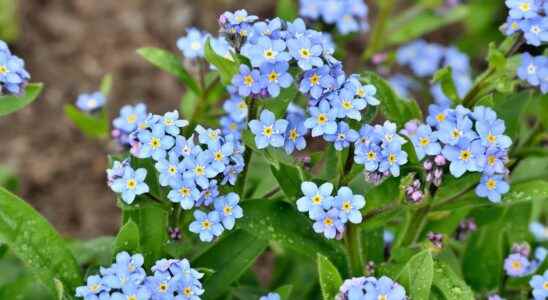 Myosotis what is it