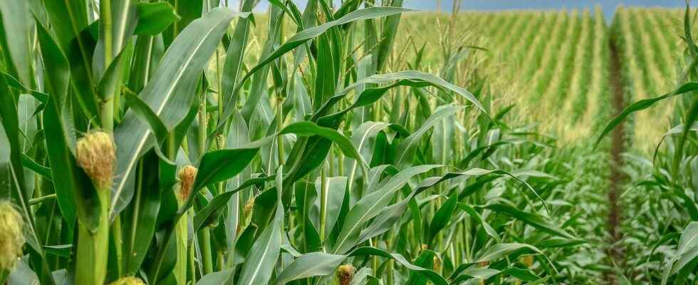 NASA projections for cereal crops to 2100 under pressure from