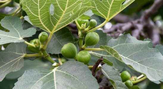 Natural aphrodisiac rejuvenates protects the heart It heals Fig fig