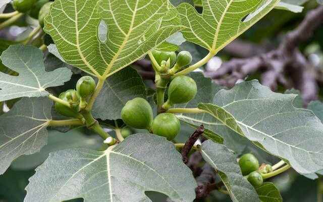 Natural aphrodisiac rejuvenates protects the heart It heals Fig fig