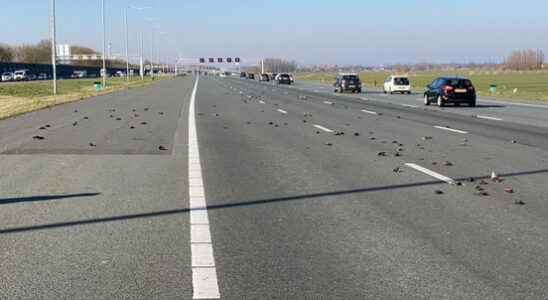 Scientist debunks wild stories about dead starlings on the A2