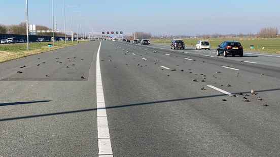 Scientist debunks wild stories about dead starlings on the A2