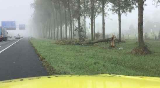 Sick trees risk for A12 traffic Rijkswaterstaat intervenes