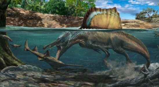 Spinosaurus was a fearsome hunter underwater
