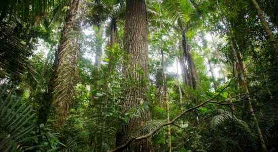 The Amazon rainforest may turn into savannah faster than expected