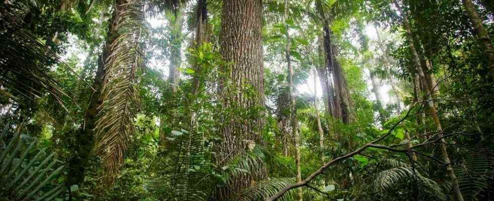 The Amazon rainforest may turn into savannah faster than expected