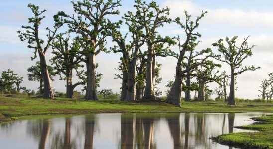 The baobab sacred tree of Africa