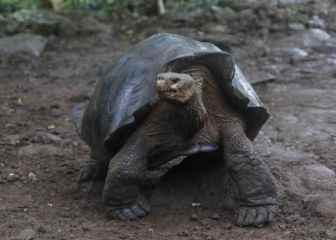 They discover a new tortoise in the Galapagos Islands