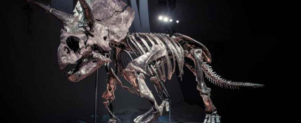 This Triceratops skeleton is the most complete in the world