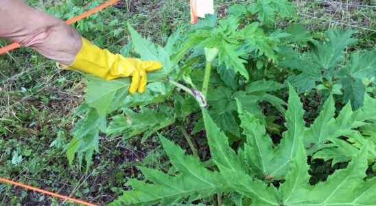 Urgent action sought on giant hogweed